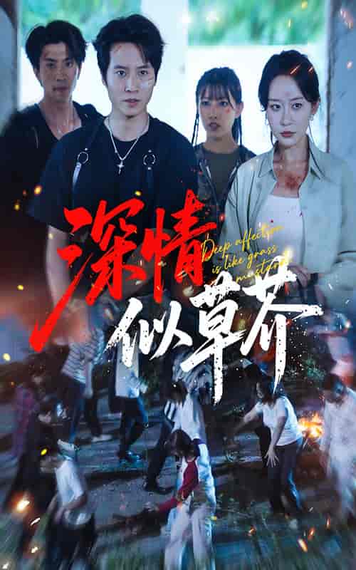 短剧《深情似草芥》 全集免费在线观看，高清画质，大结局震撼揭晓  第1张
